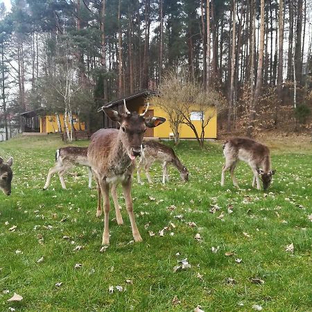 O.W.Bingo Otel Bieszkowice Dış mekan fotoğraf